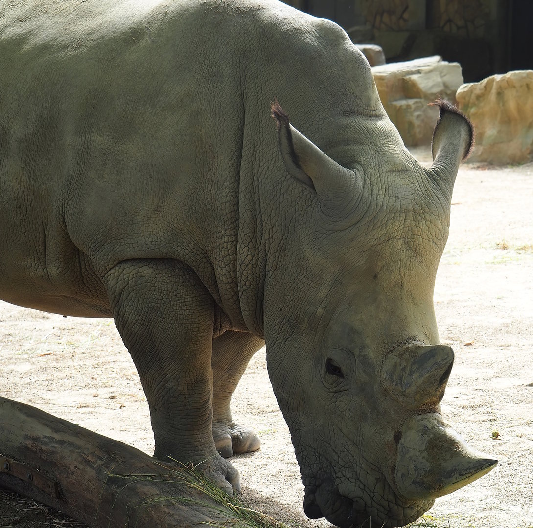 Southern white rhinoceros (Ceratotherium simum simum), 2022-07-10