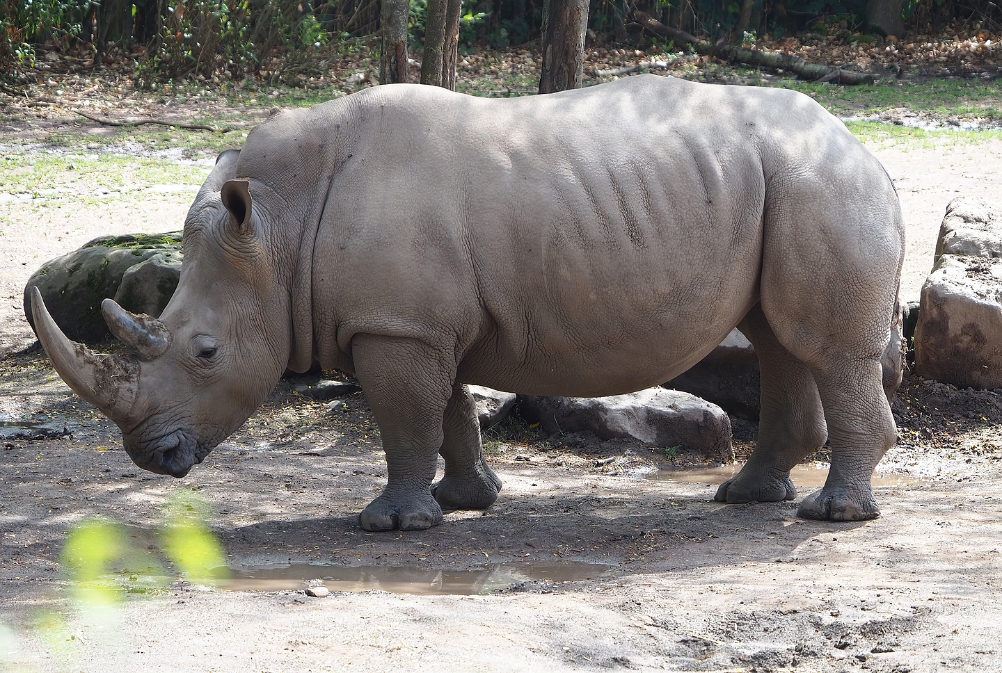 Southern white rhinoceros (Ceratotherium simum simum), 2022-08-20