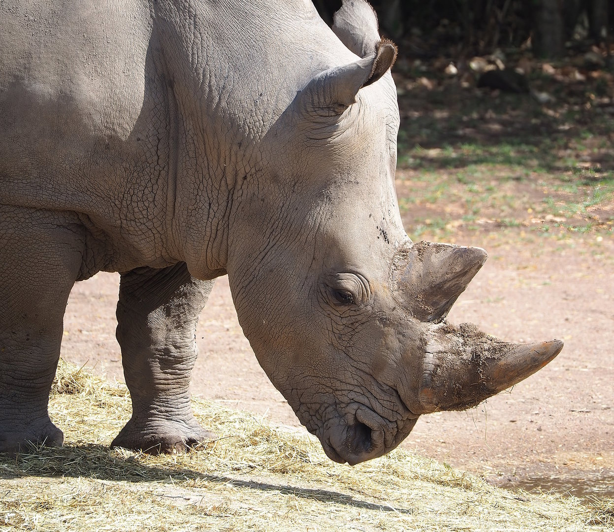 Southern white rhinoceros (Ceratotherium simum simum), 2022-08-20