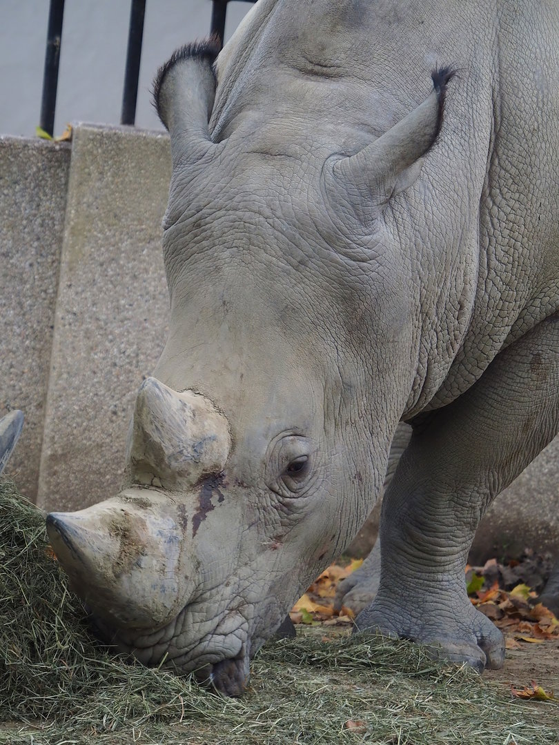 Southern white rhinoceros (Ceratotherium simum simum), 2022-10-29