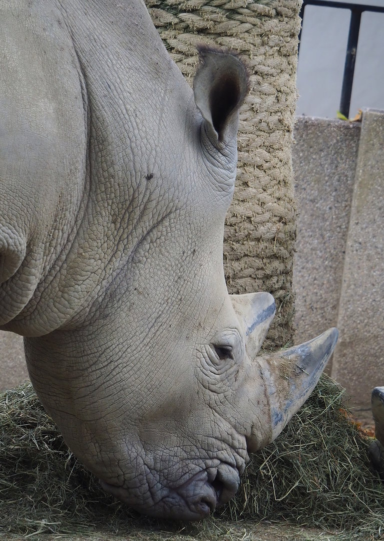 Southern white rhinoceros (Ceratotherium simum simum), 2022-10-29