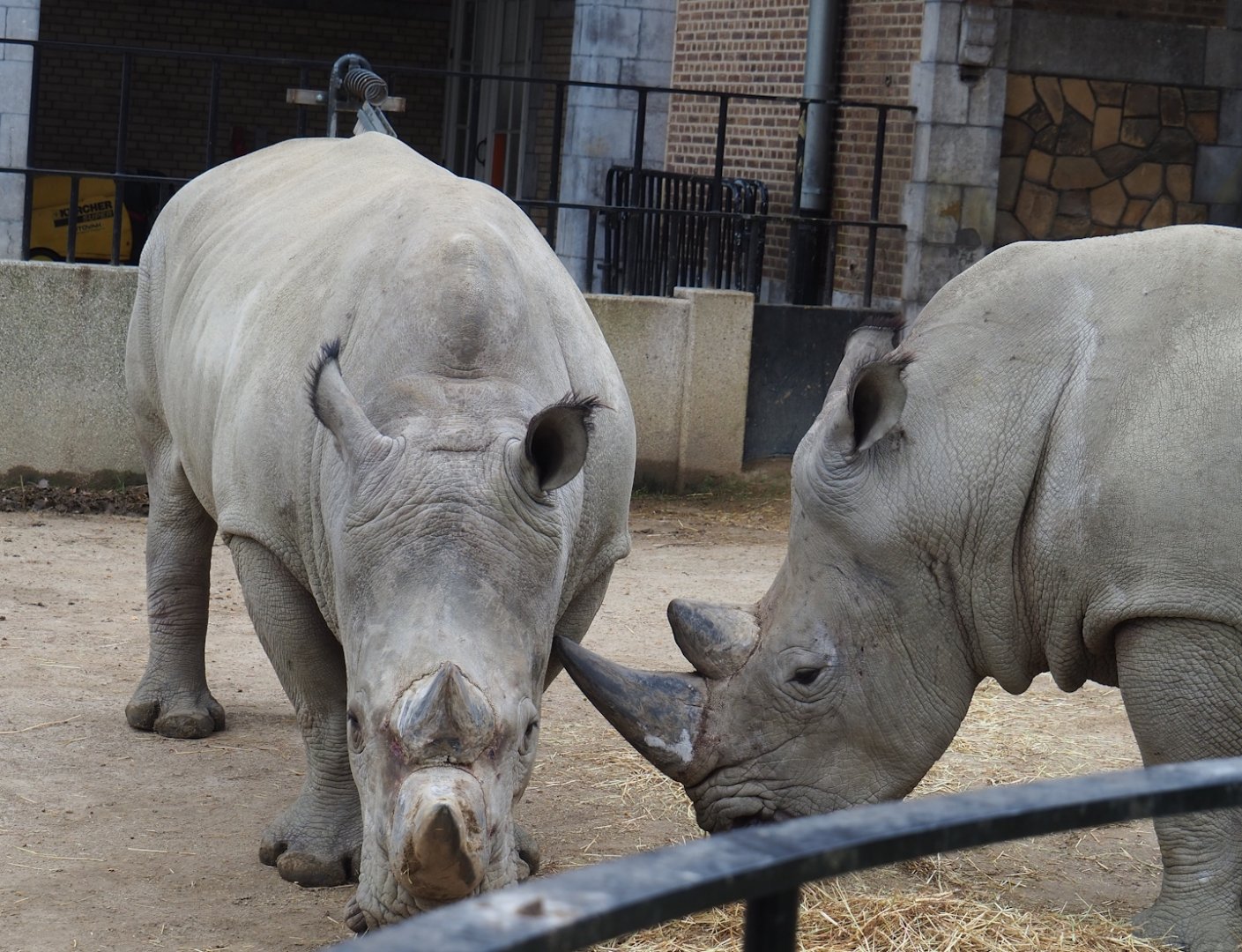 Southern white rhinoceros (Ceratotherium simum simum), 2023-04-08