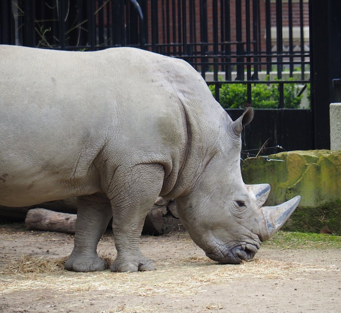 Southern white rhinoceros (Ceratotherium simum simum), 2023-04-08