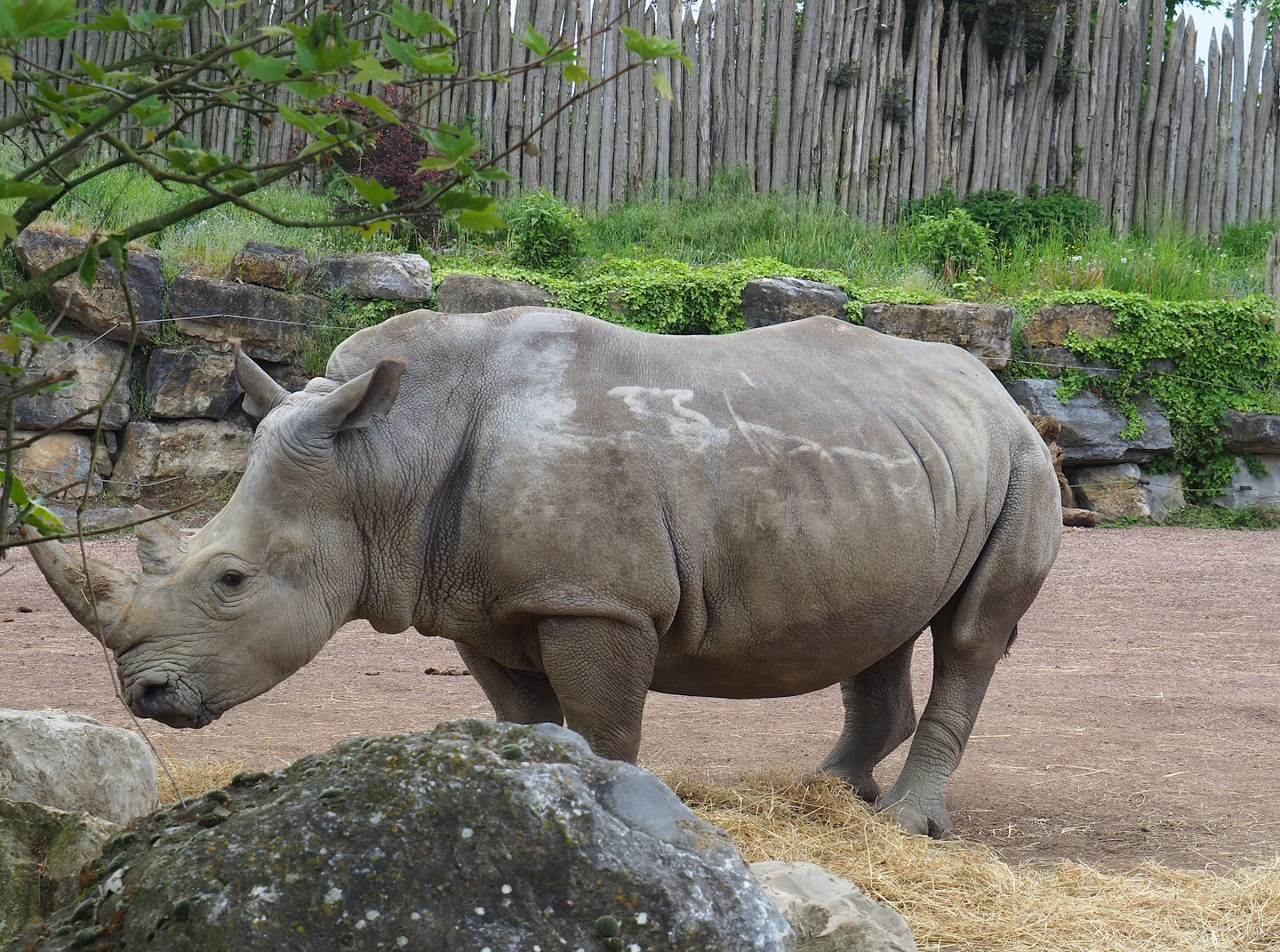 Southern white rhinoceros (Ceratotherium simum simum), 2023-05-15