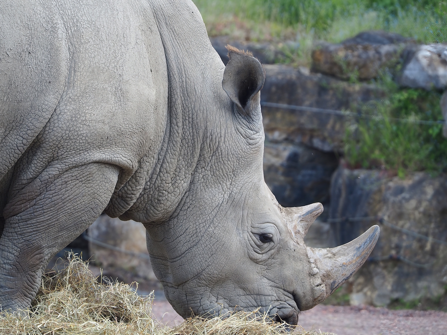 Southern white rhinoceros (Ceratotherium simum simum), 2023-05-16