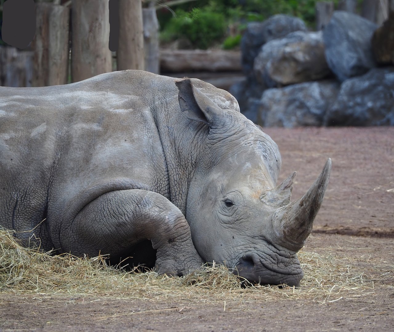 Southern white rhinoceros (Ceratotherium simum simum), 2023-05-16
