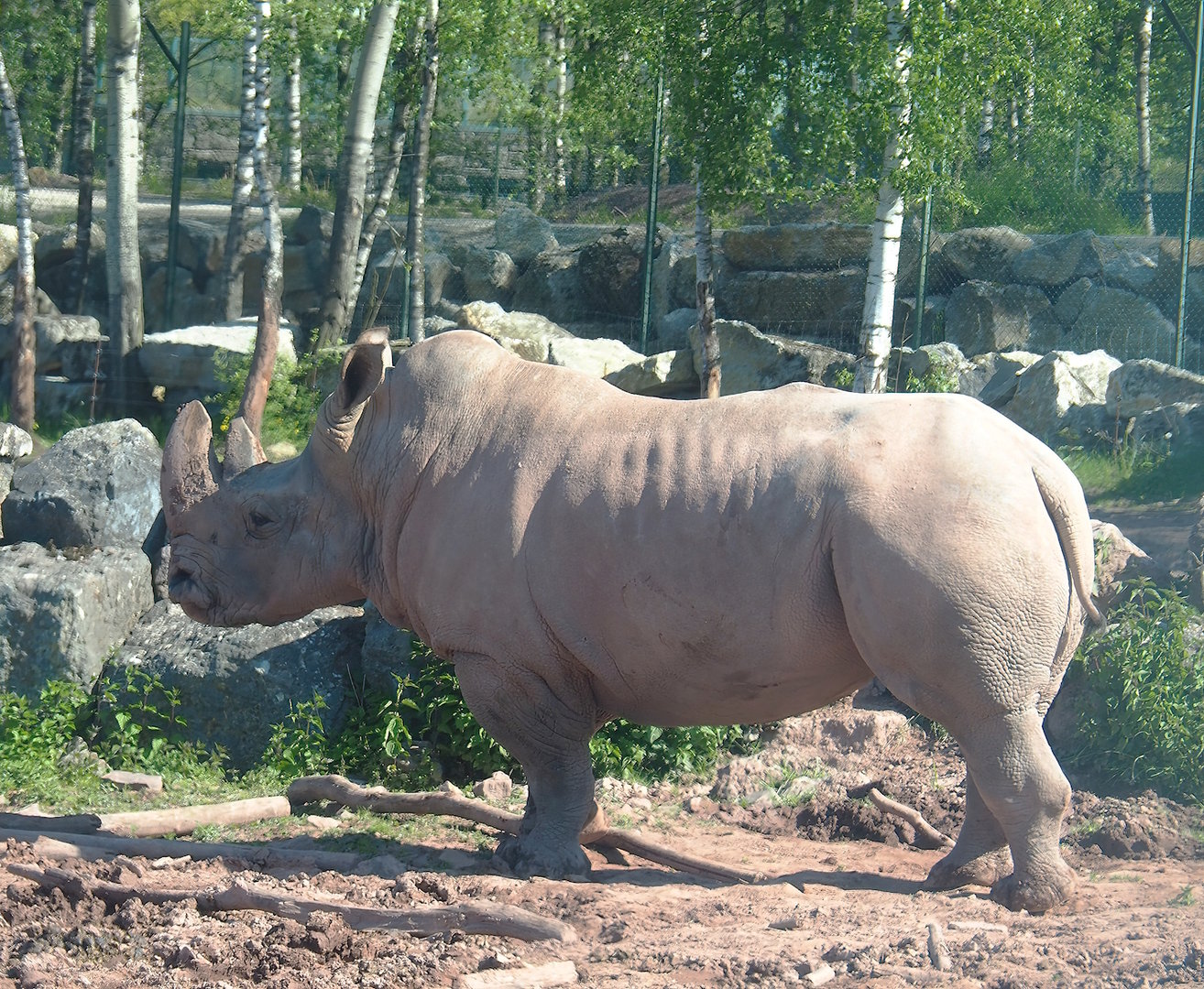 Southern white rhinoceros (Ceratotherium simum simum), 2023-05-19