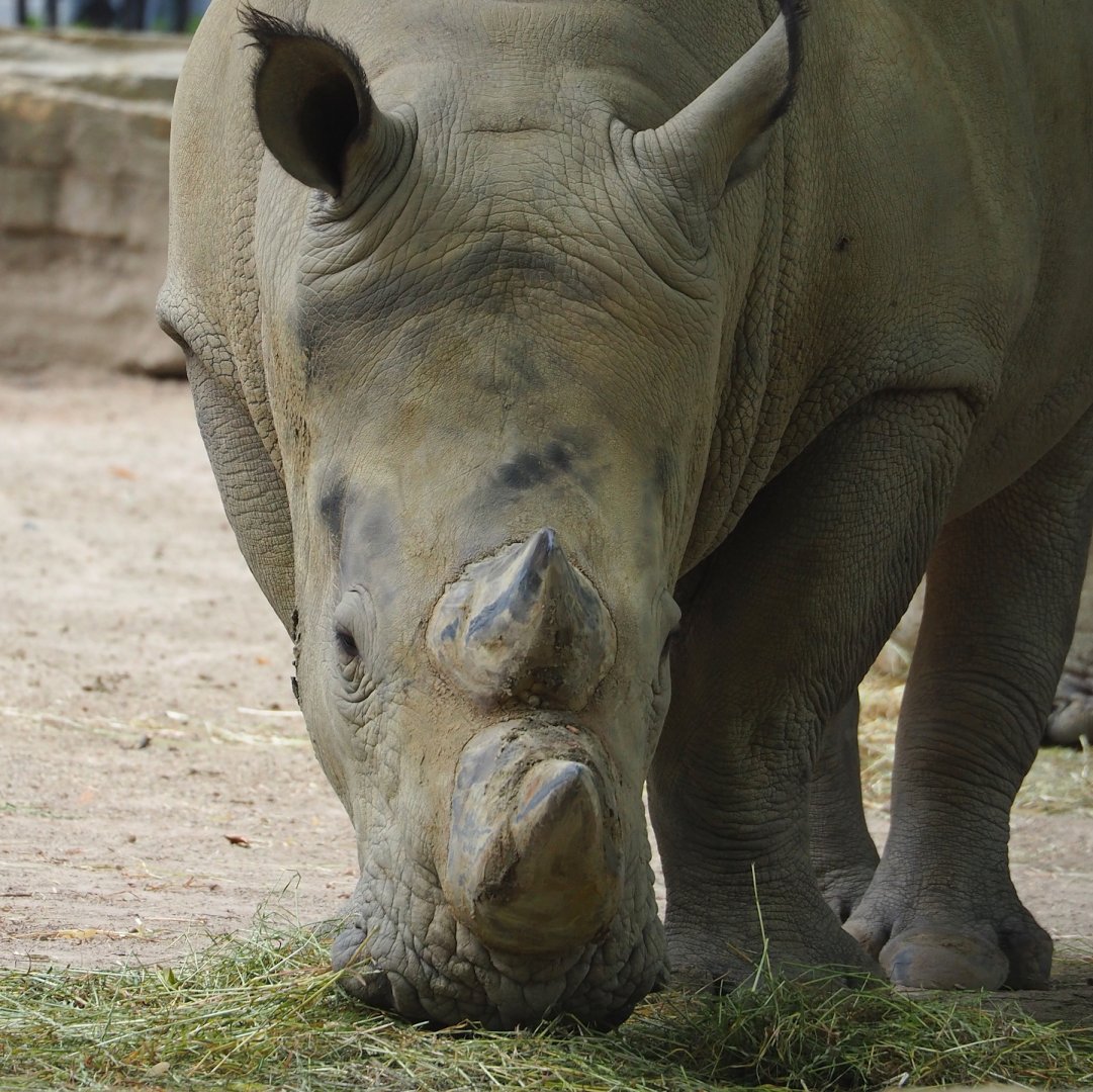 Southern white rhinoceros (Ceratotherium simum simum), 2023-07-02