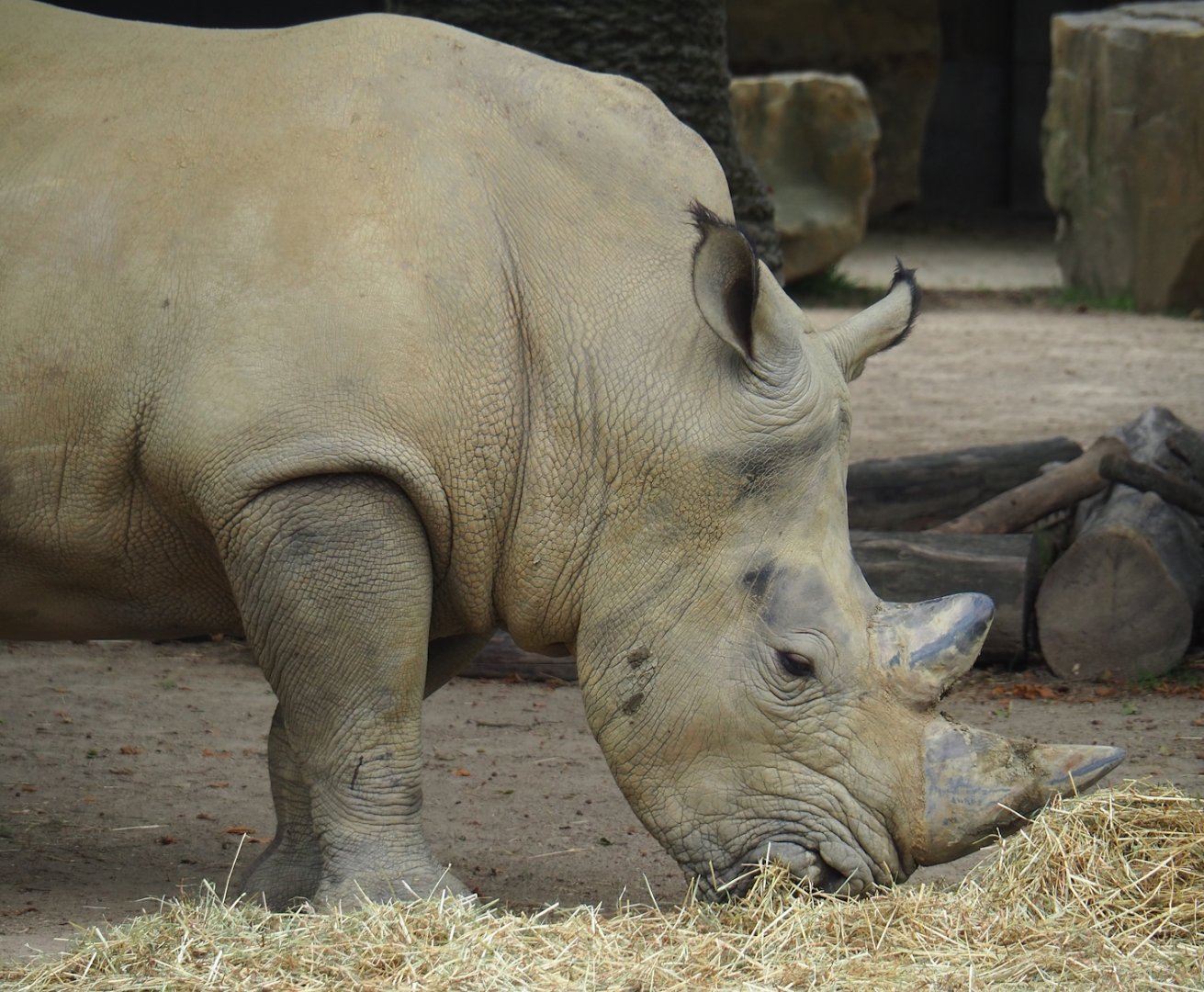 Southern white rhinoceros (Ceratotherium simum simum), 2023-07-02