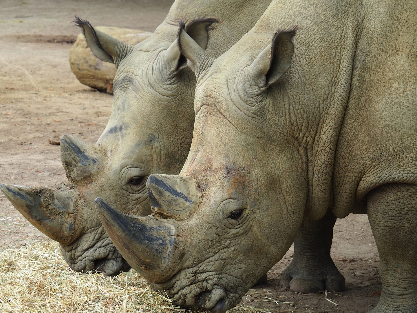 Southern white rhinoceros (Ceratotherium simum simum), 2023-07-02