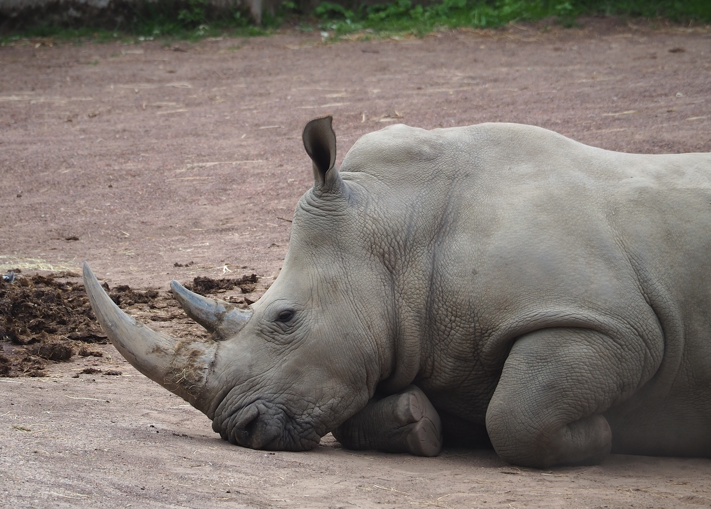 Southern white rhinoceros (Ceratotherium simum simum), 2023-07-18