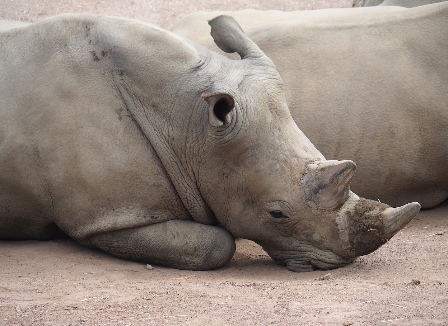 Southern white rhinoceros (Ceratotherium simum simum), 2023-07-18