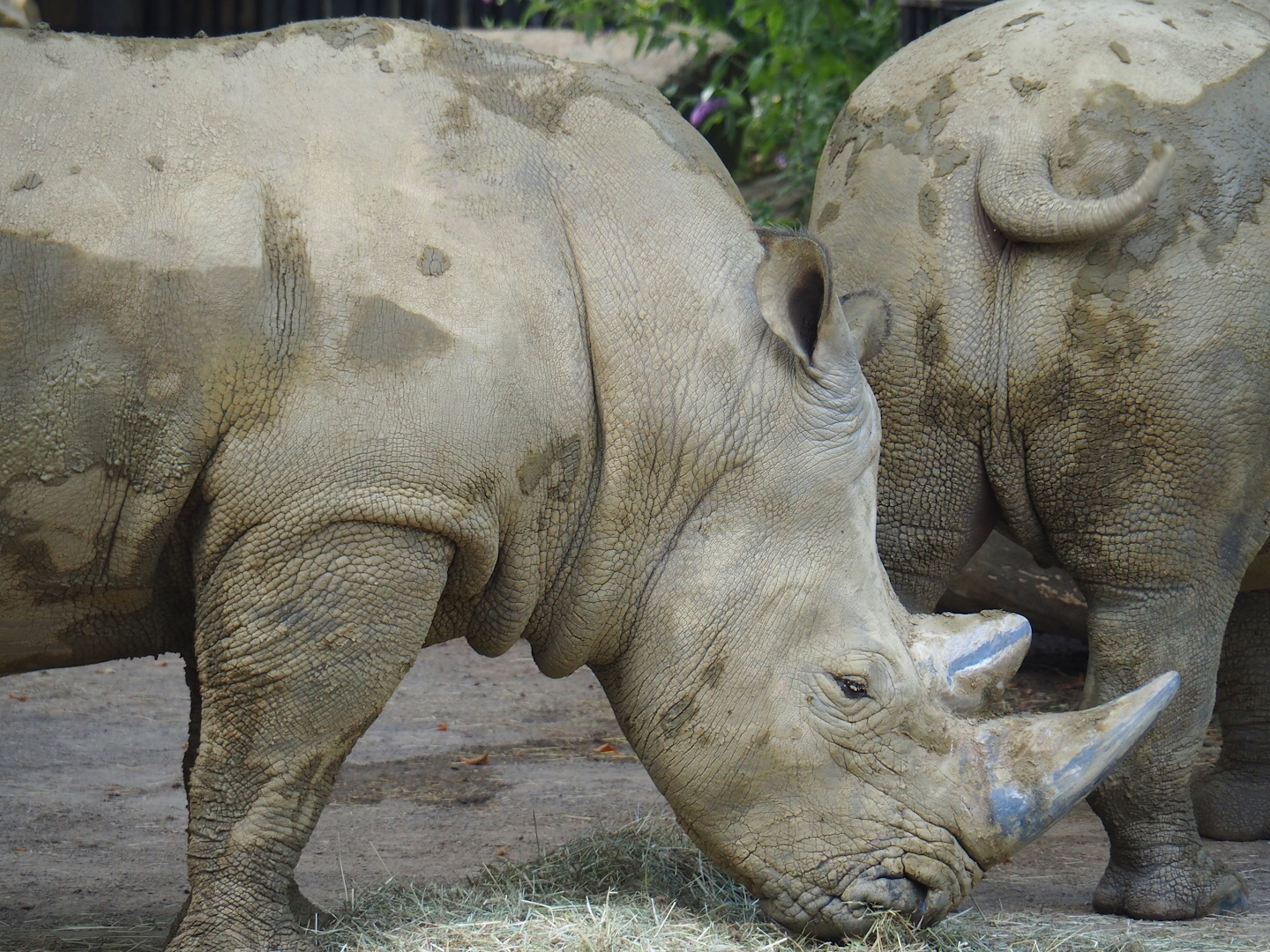 Southern white rhinoceros (Ceratotherium simum simum), 2023-07-22