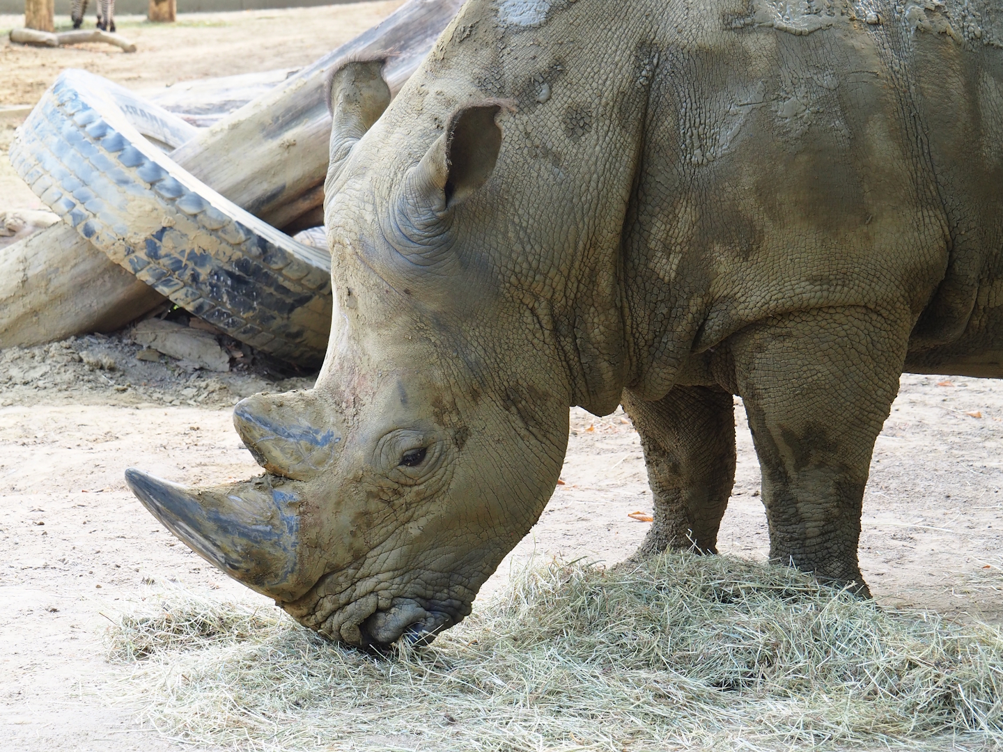 Southern white rhinoceros (Ceratotherium simum simum), 2023-07-22