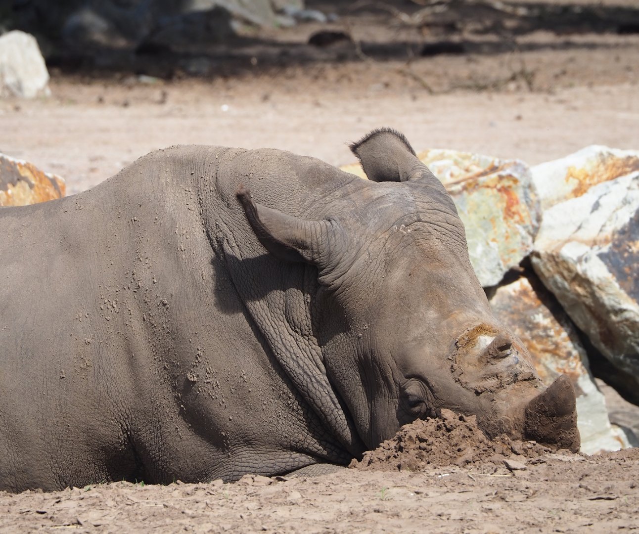 Southern white rhinoceros (Ceratotherium simum simum), 2023-08-15
