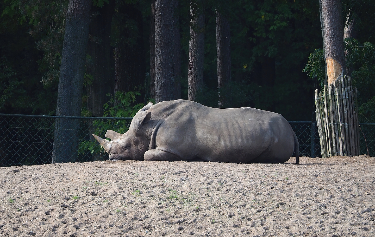 Southern white rhinoceros (Ceratotherium simum simum), 2023-10-07