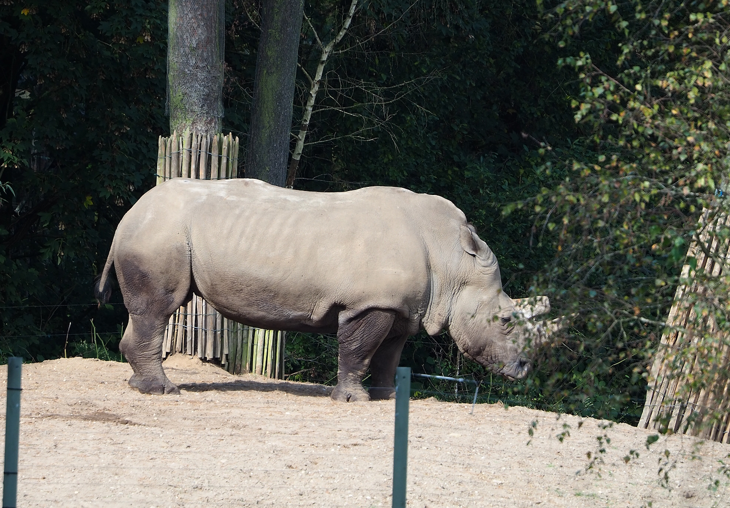 Southern white rhinoceros (Ceratotherium simum simum), 2023-10-07