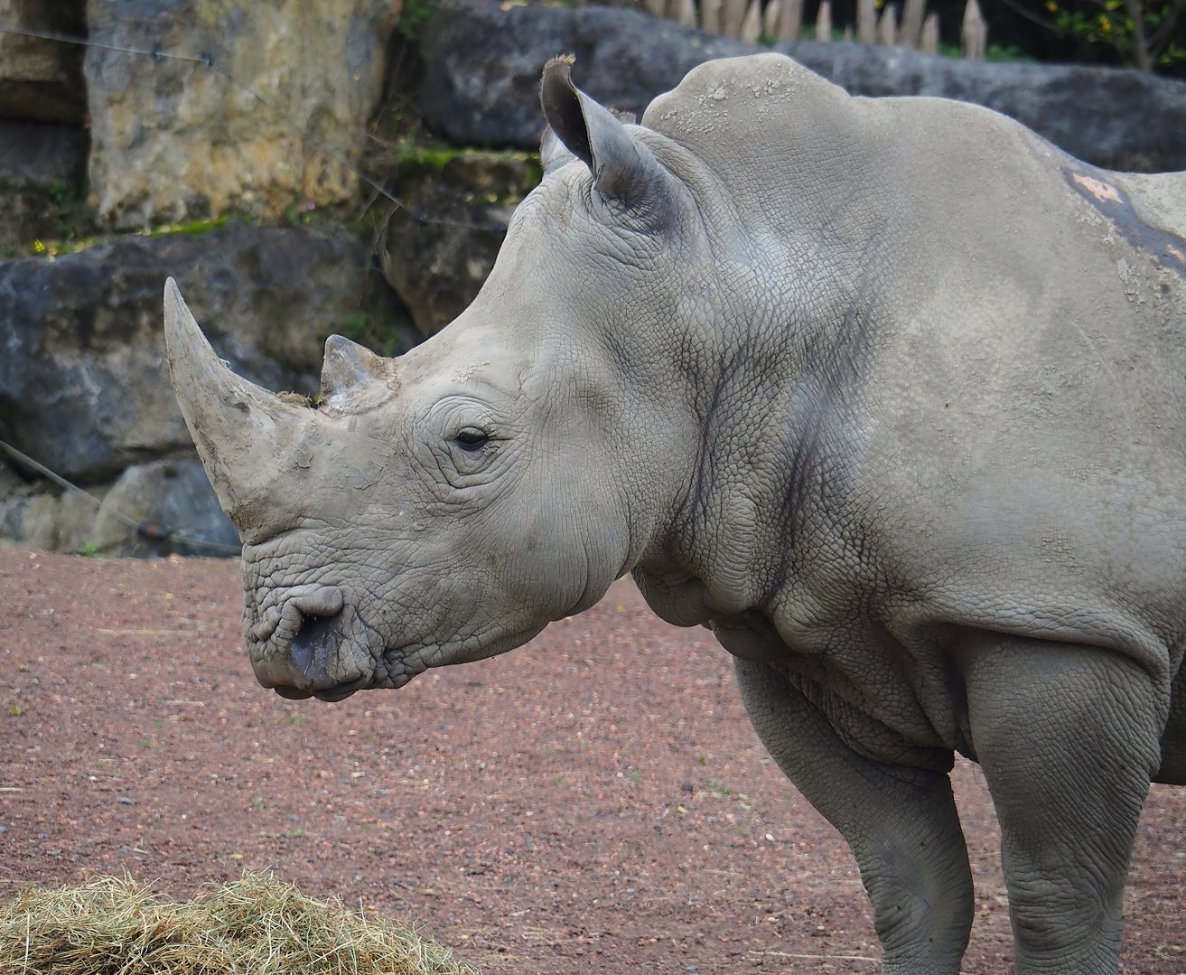 Southern white rhinoceros (Ceratotherium simum simum), 2023-10-13