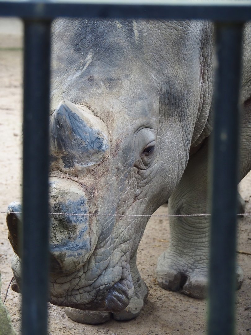 Southern white rhinoceros (Ceratotherium simum simum), 2024-02-17