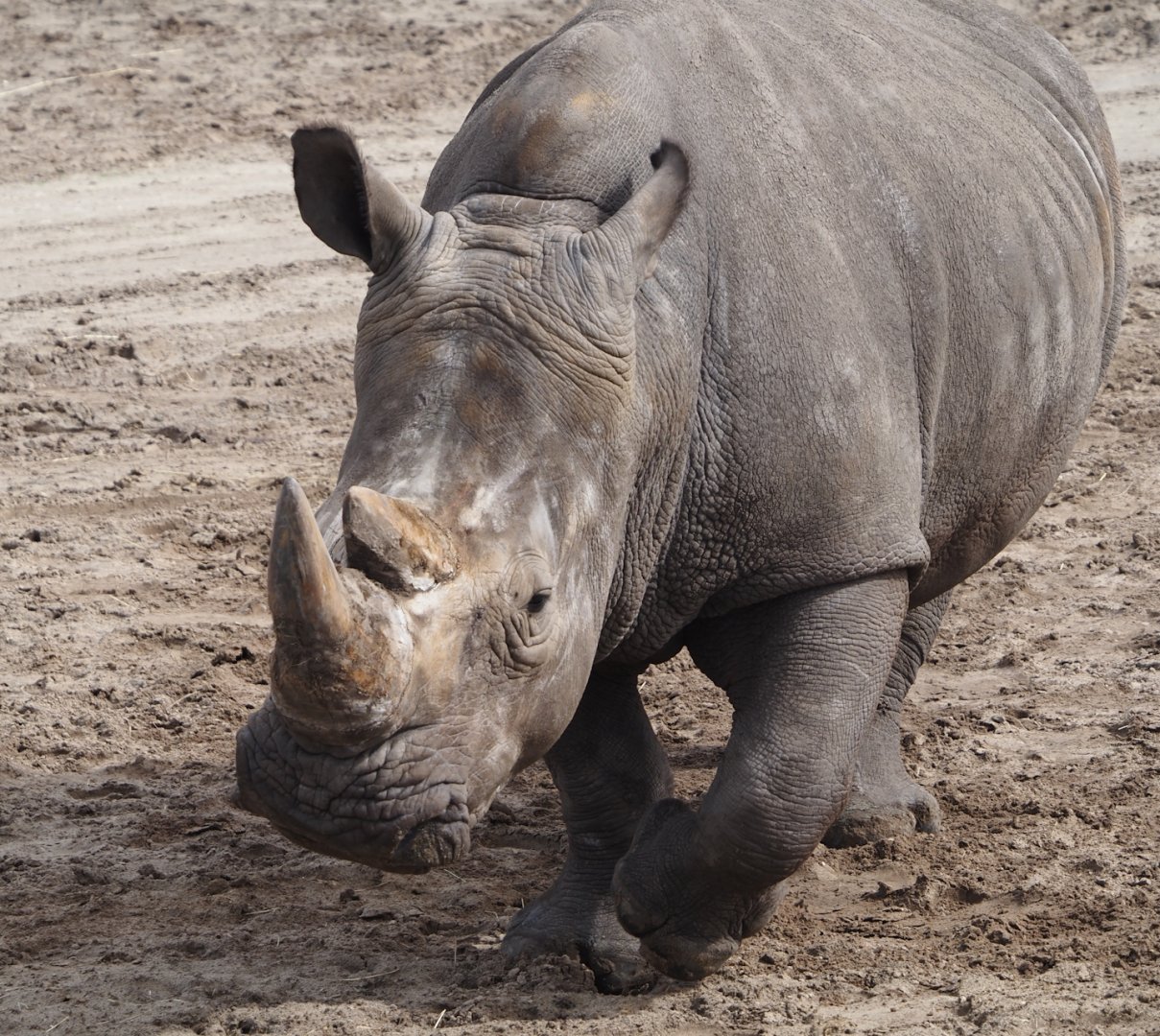 Southern white rhinoceros (Ceratotherium simum simum), 2024-04-06