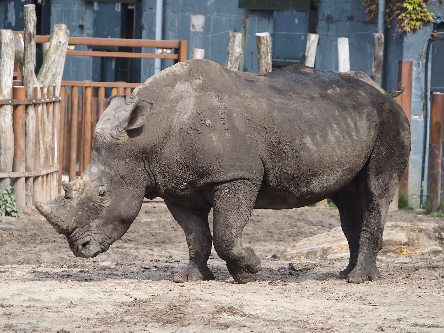 Southern white rhinoceros (Ceratotherium simum simum), 2024-04-06