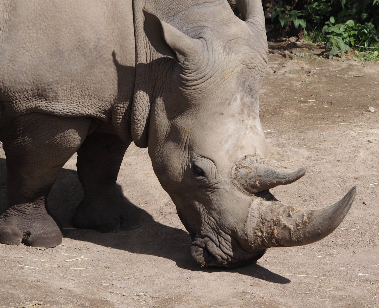 Southern white rhinoceros (Ceratotherium simum simum), 2024-08-21