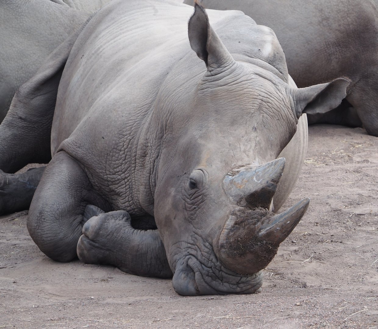 Southern white rhinoceros (Ceratotherium simum simum), 2024-08-21