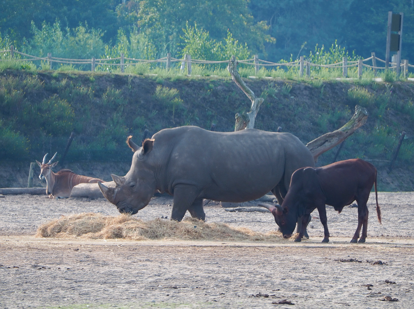 Southern white rhinoceros (Ceratotherium simum simum) and Ankole-Watusi cattle (Bos taurus indicus), 2019-09-15