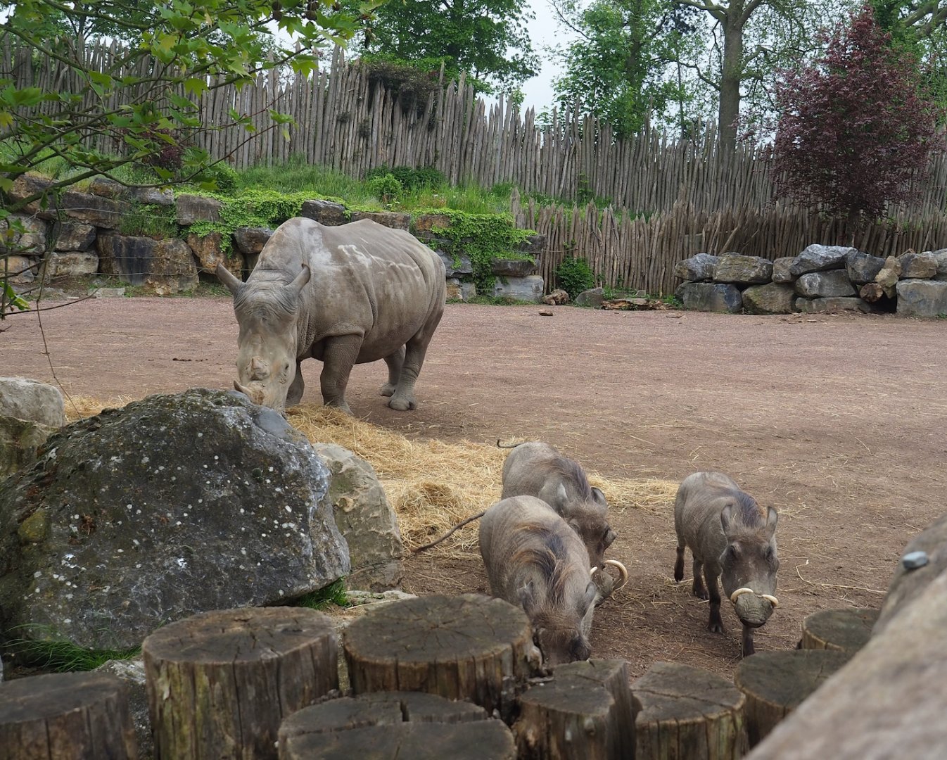 Southern white rhinoceros (Ceratotherium simum simum) and Northern warthogs (Phacochoerus africanus africanus), 2023-05-15