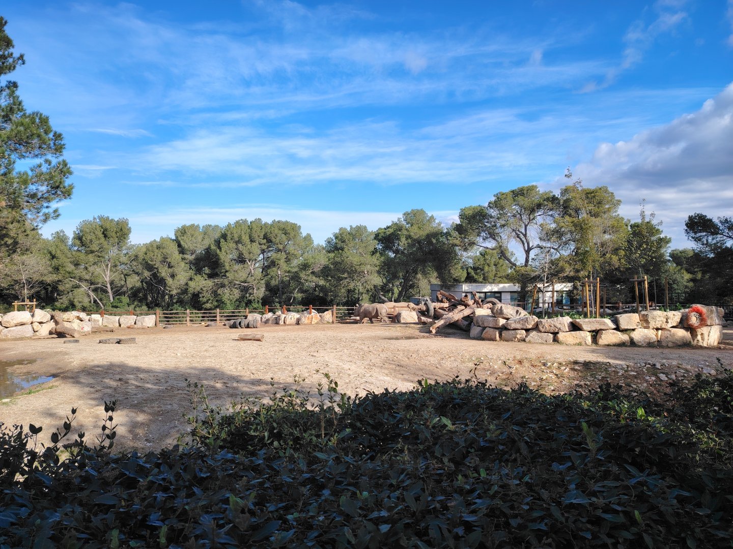 Southern White Rhinoceros (Ceratotherium simum simum) Exhibit