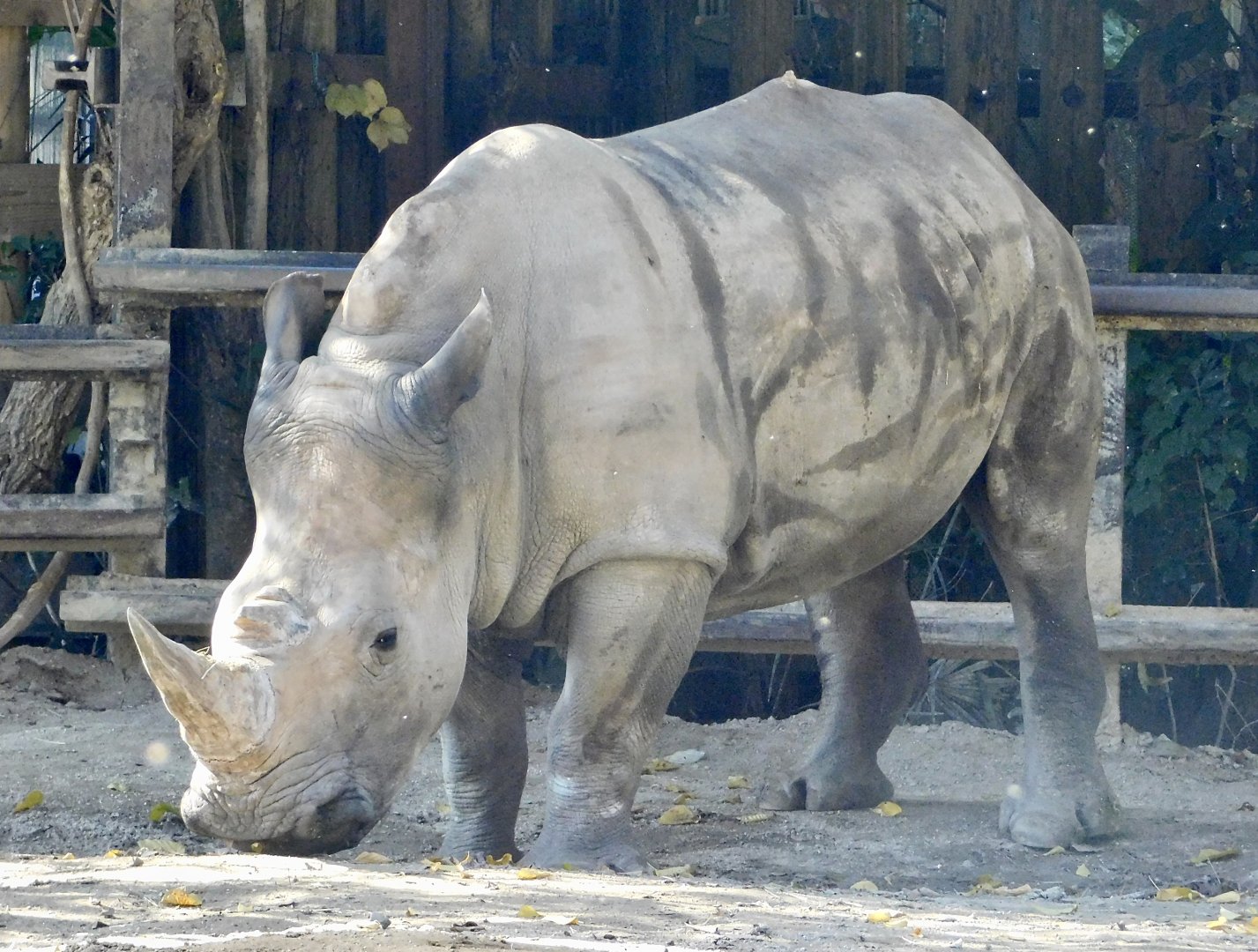 Southern White Rhinoceros (Ceratotherium simum simum) - Tobu Zoo November 15, 2025