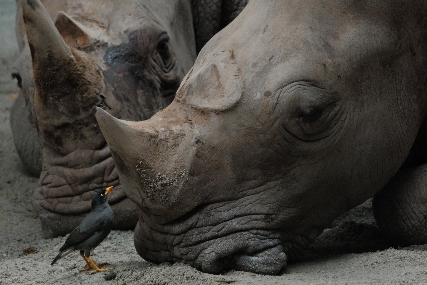 Southern White Rhinoceros (Ceratotherium simum simum) with Javan Mynah (Acridotheres javanicus)