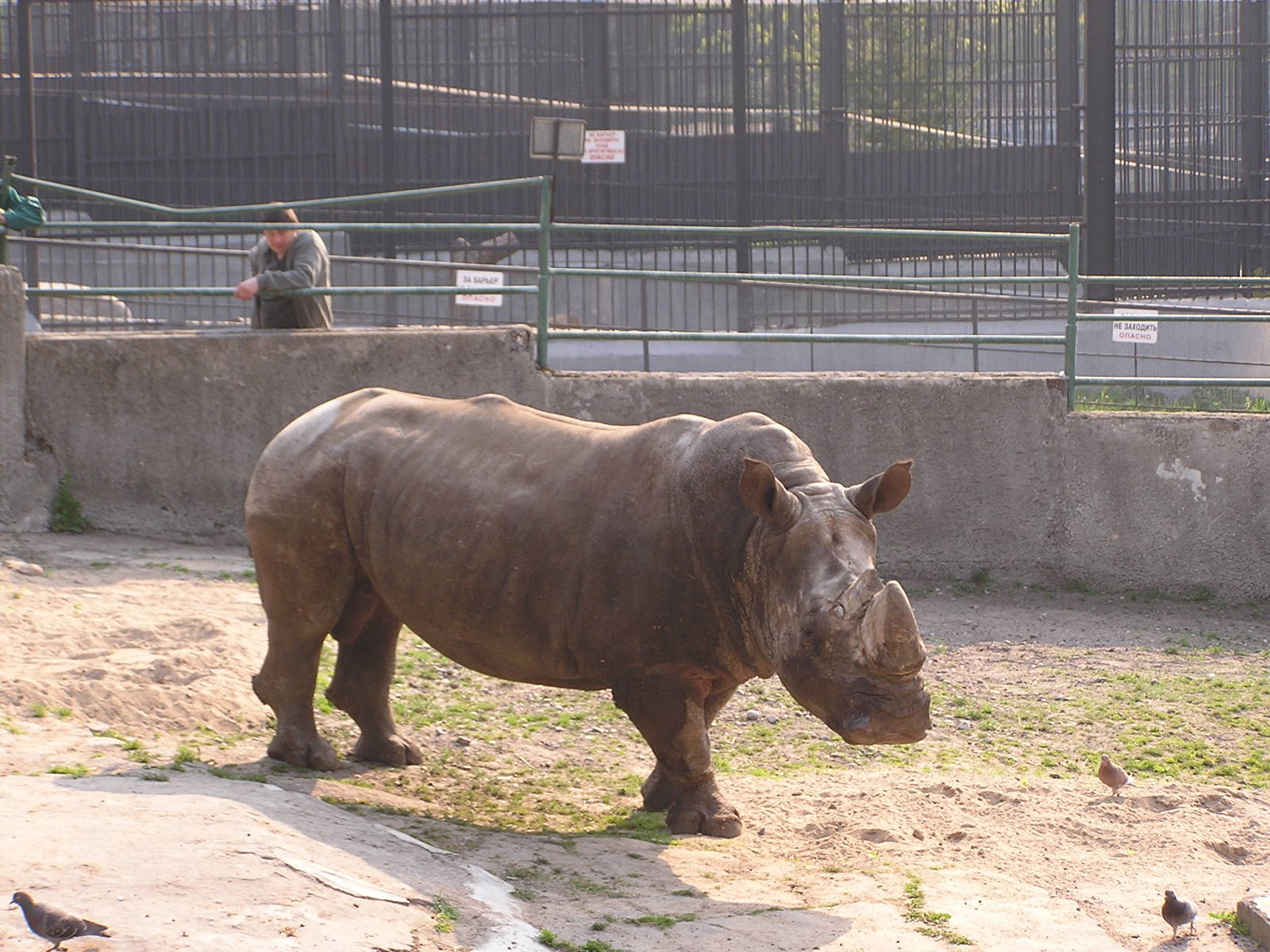 Southern white rhinoceros/ Ceratotherium simum simum