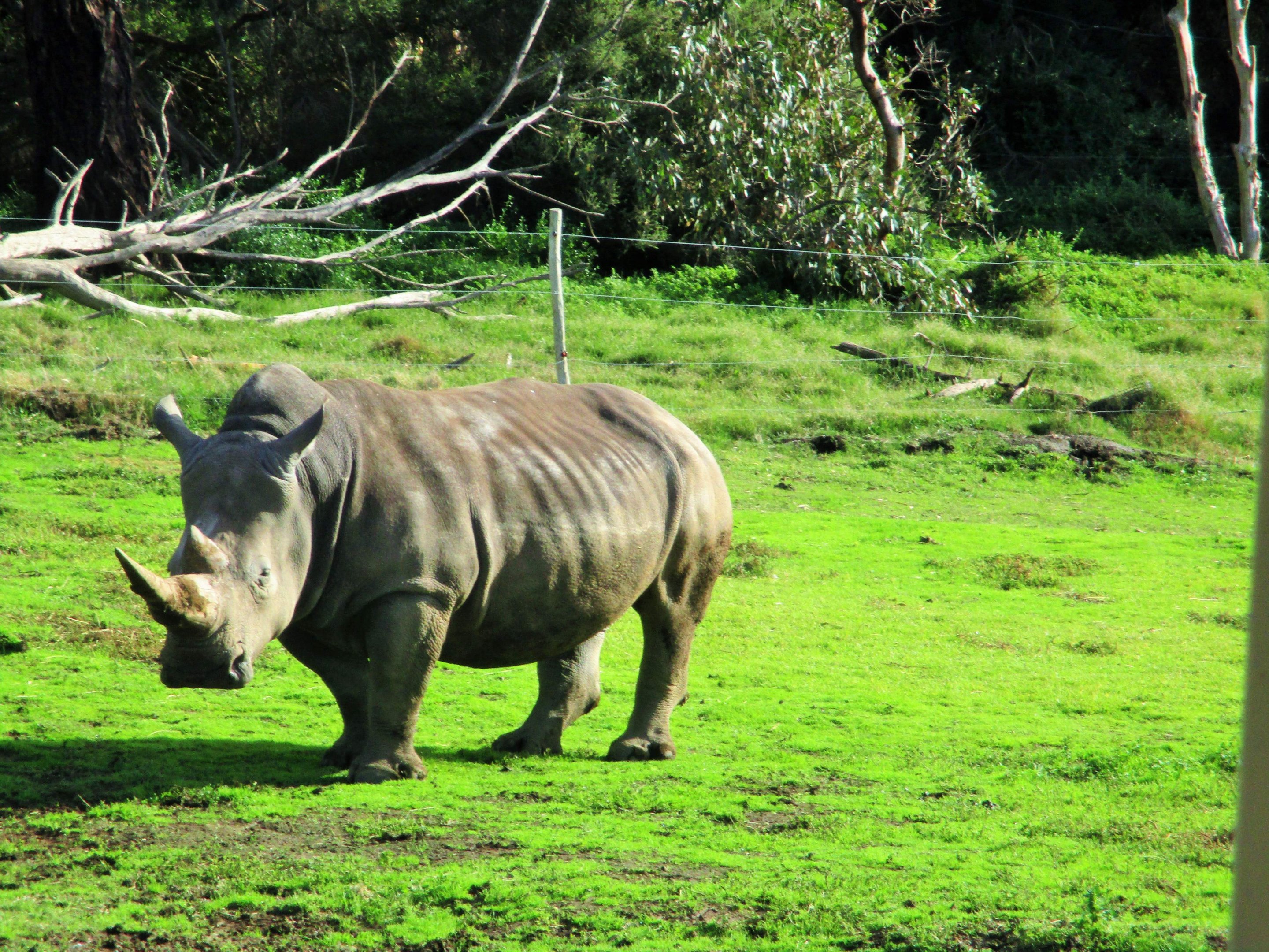 Southern White Rhinoceros (Ceratotherium simum simum)