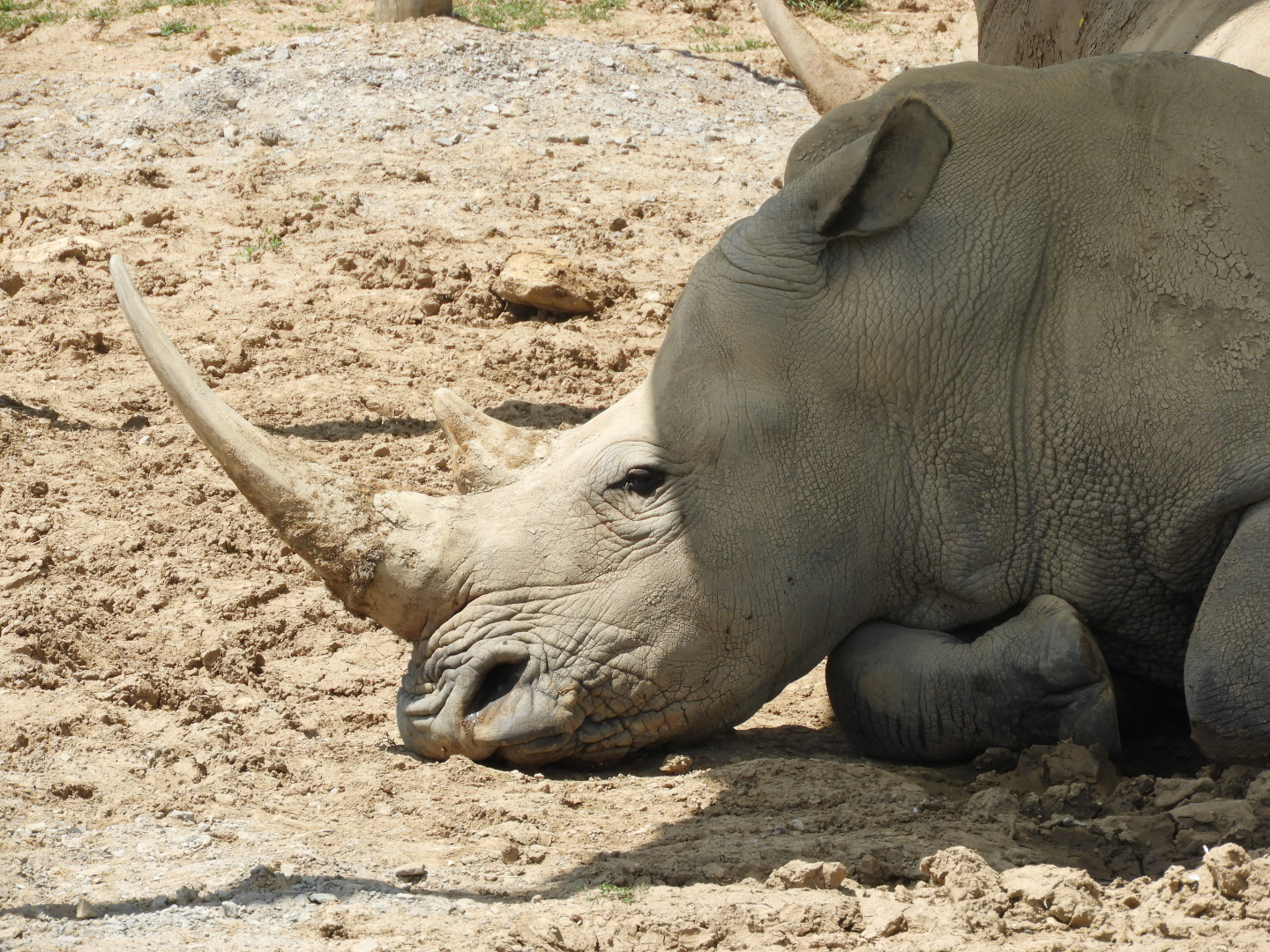 Southern White Rhinoceros (Ceratotherium simum simum)