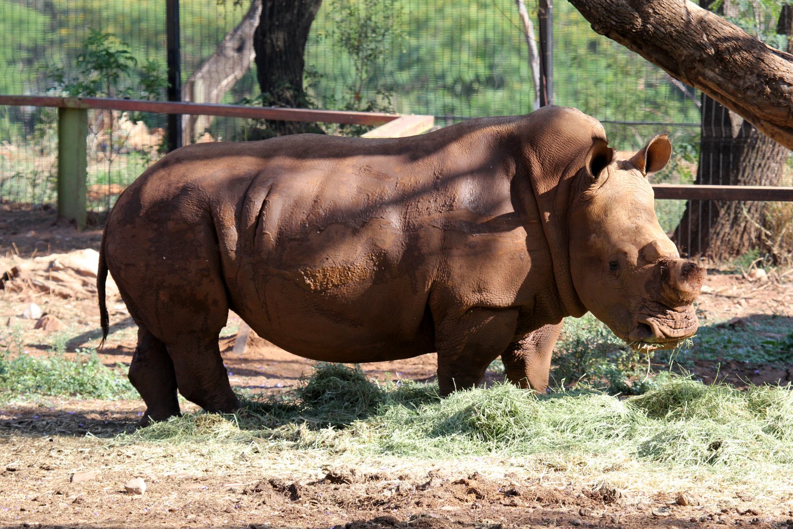 southern white rhinoceros (Ceratotherium simum simum)