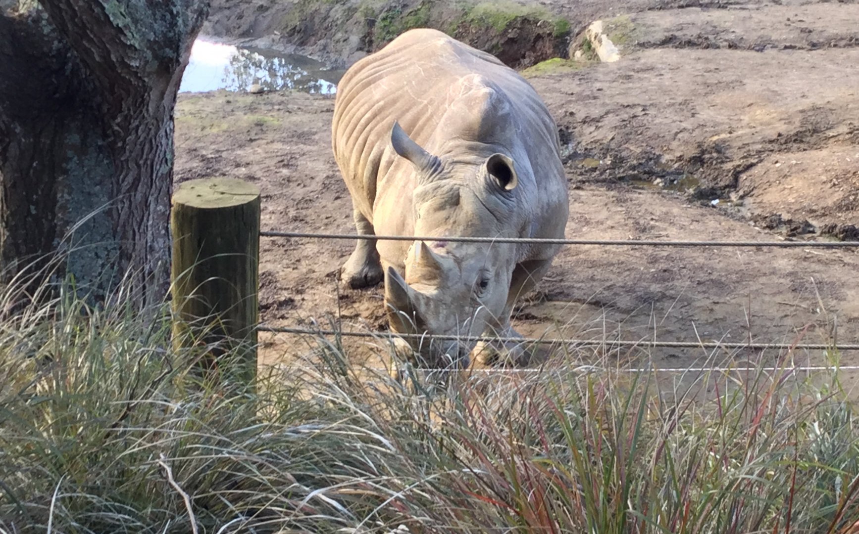 Southern white rhinoceros (Ceratotherium simum simum)