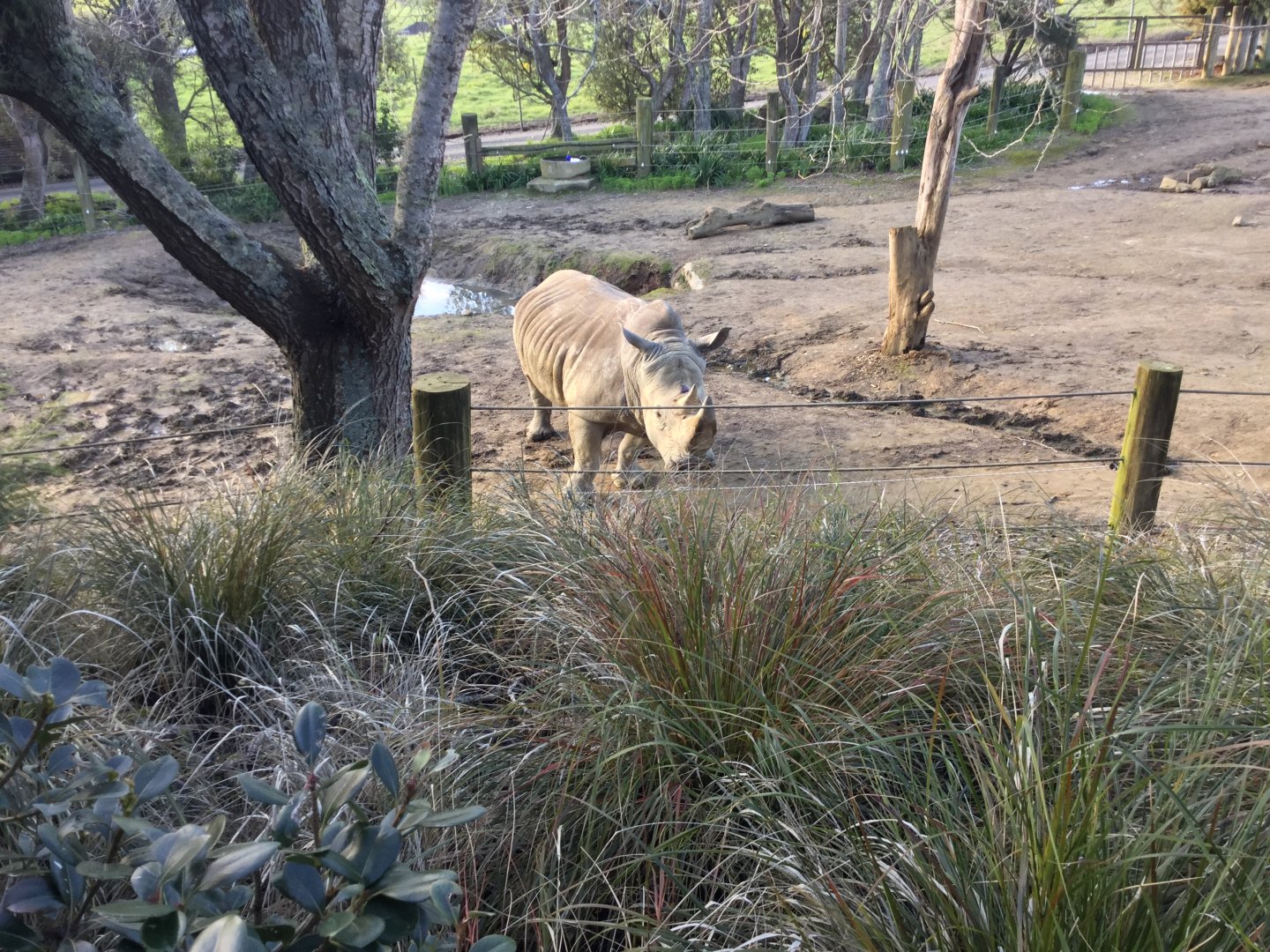 Southern white rhinoceros (Ceratotherium simum simum)