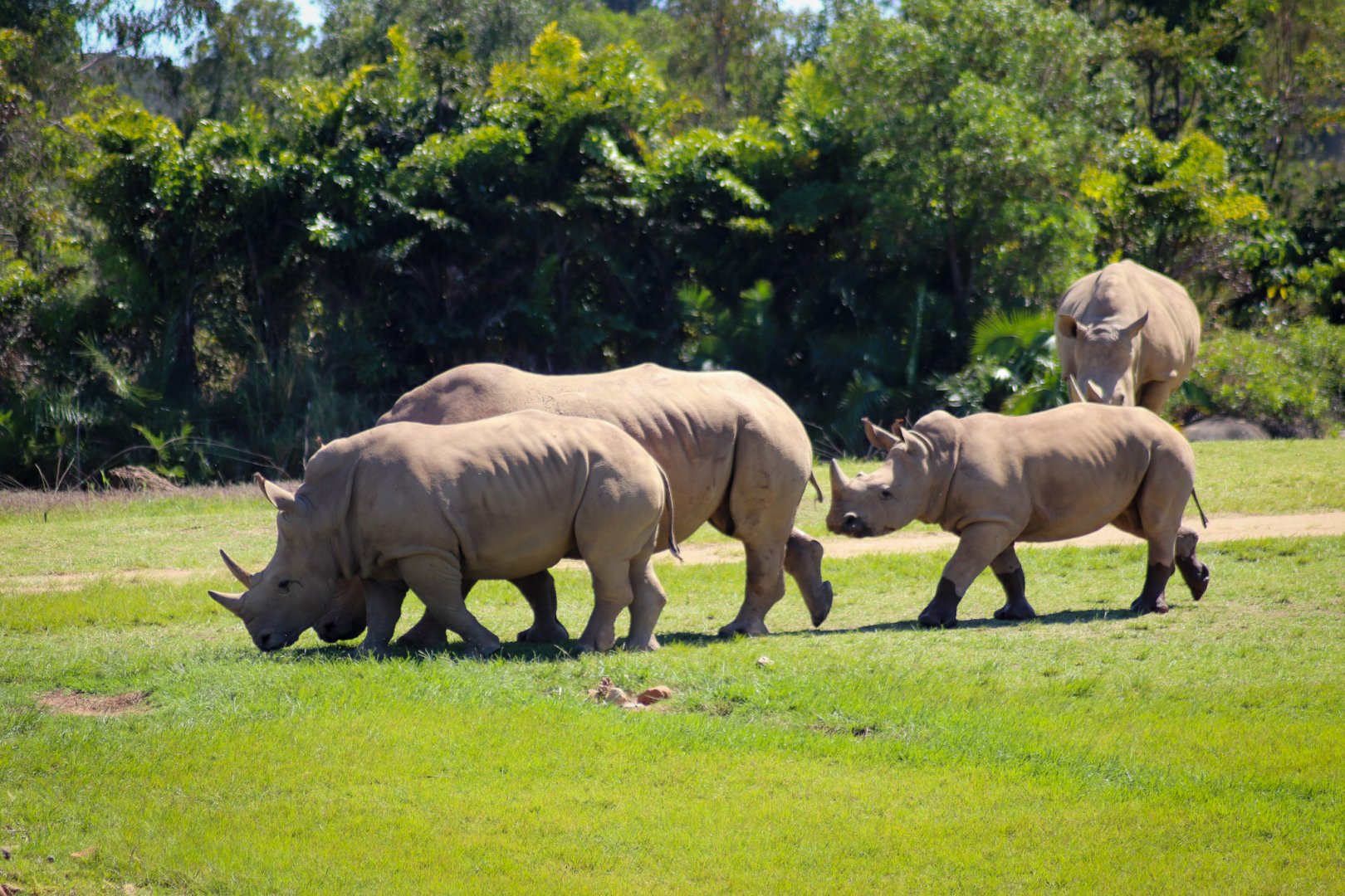 Southern White Rhinoceros (Ceratotherium simum simum)