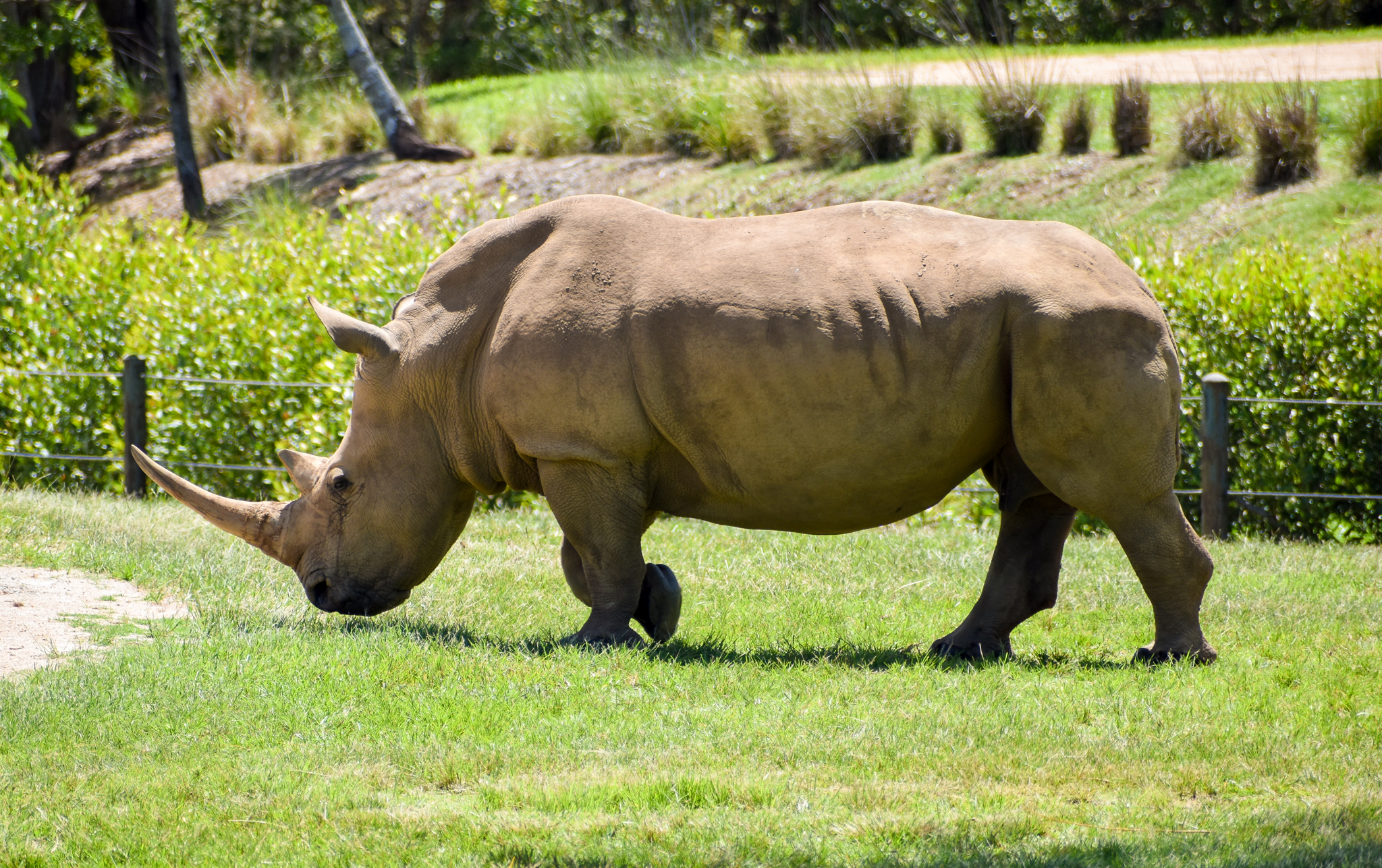 Southern White Rhinoceros  (Ceratotherium simum simum)