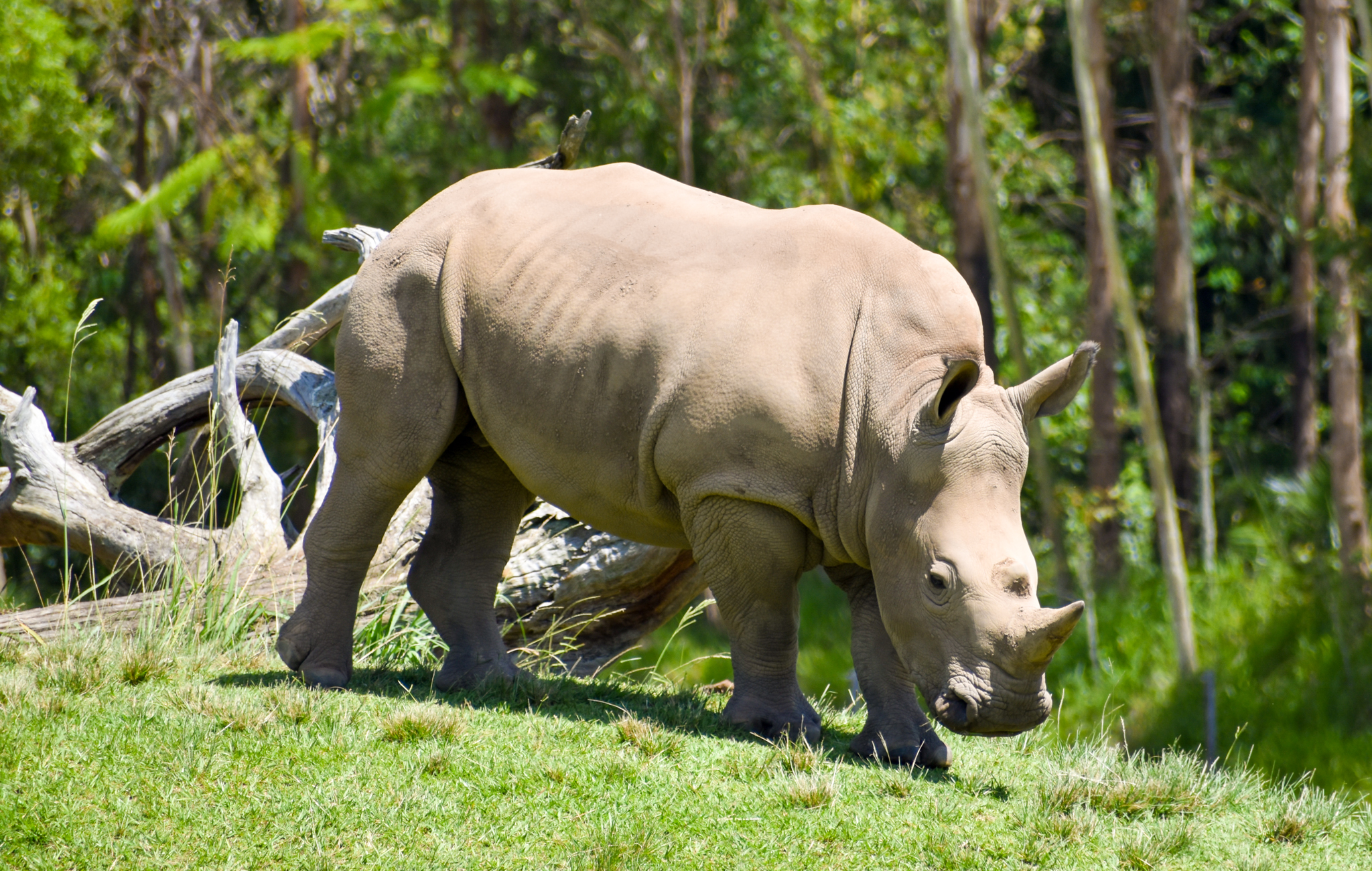 Southern White Rhinoceros  (Ceratotherium simum simum)
