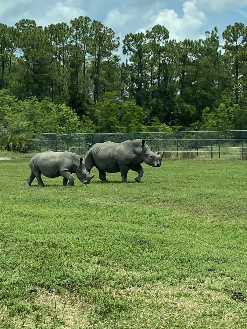Southern White Rhinoceros (Ceratotherium simum simum)