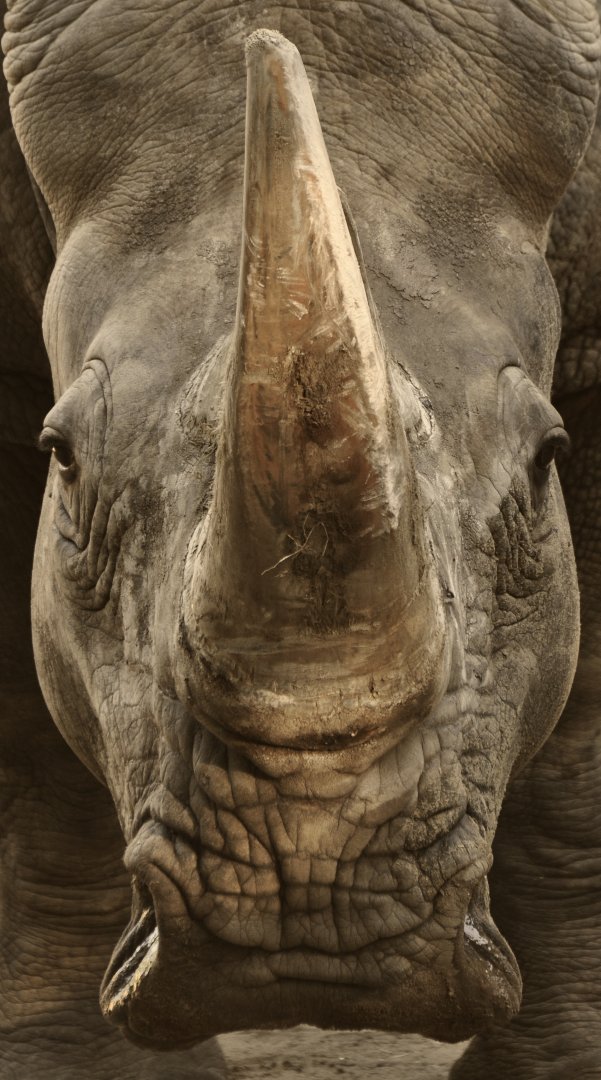 Southern white rhinoceros (Ceratotherium simum simum)