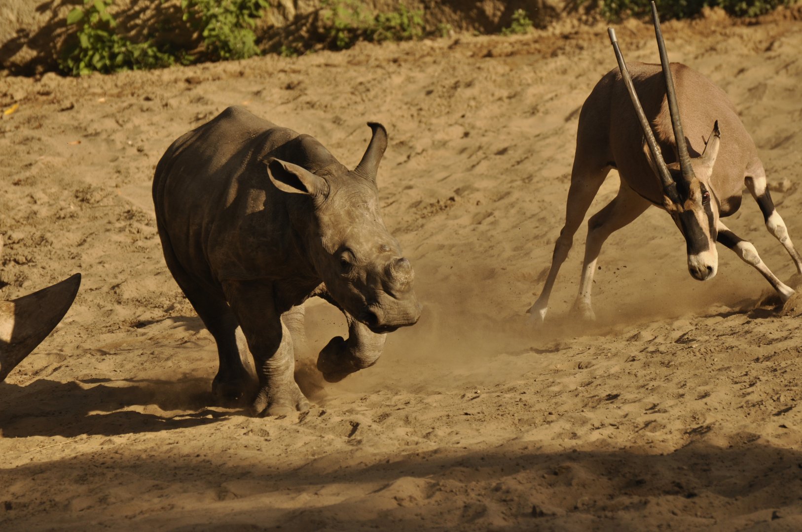 Southern white rhinoceros (Ceratotherium simum simum)