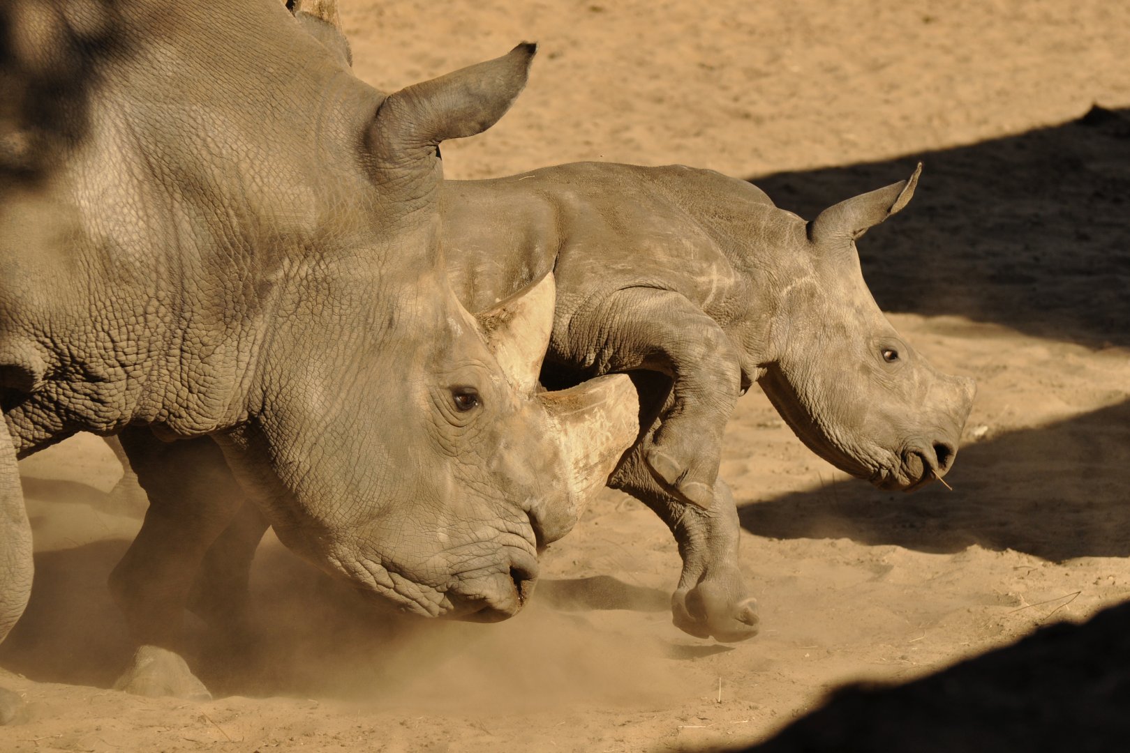 Southern white rhinoceros (Ceratotherium simum simum)