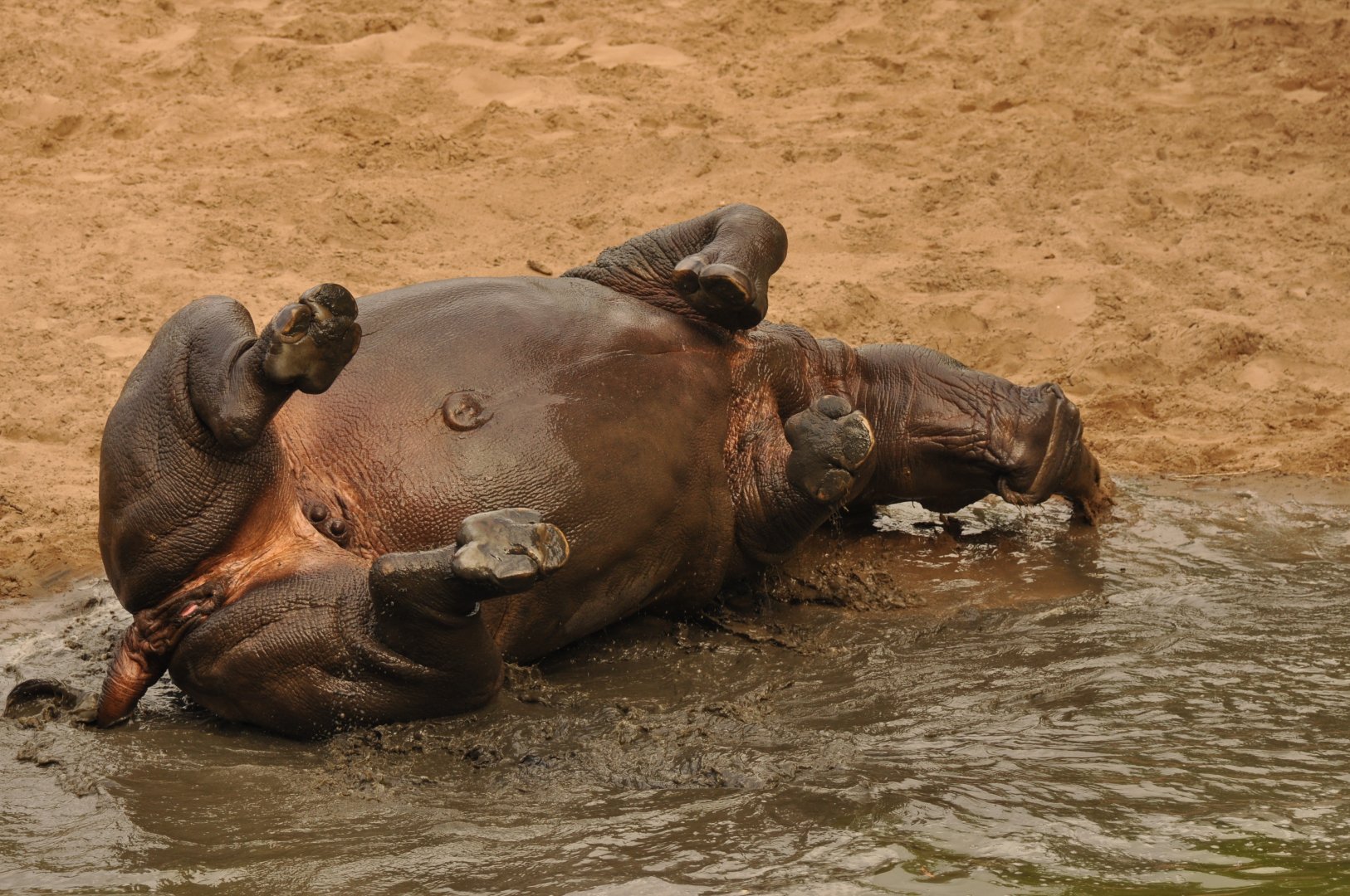 Southern white rhinoceros (Ceratotherium simum simum)