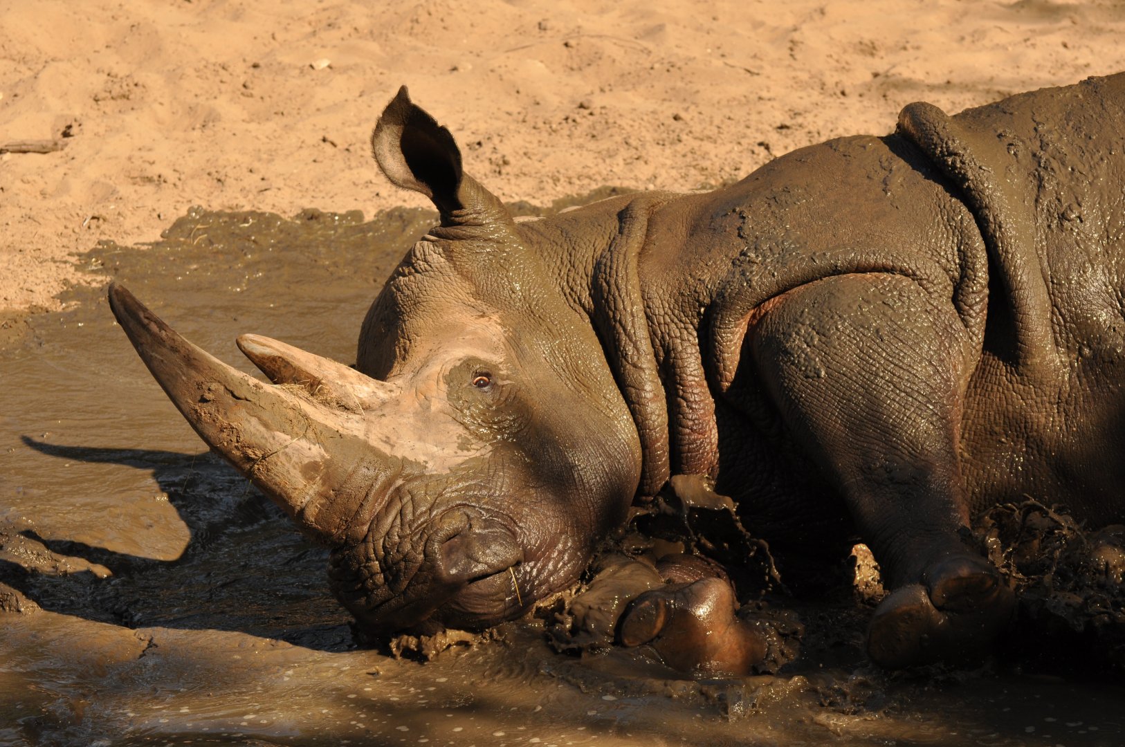 Southern white rhinoceros (Ceratotherium simum simum)