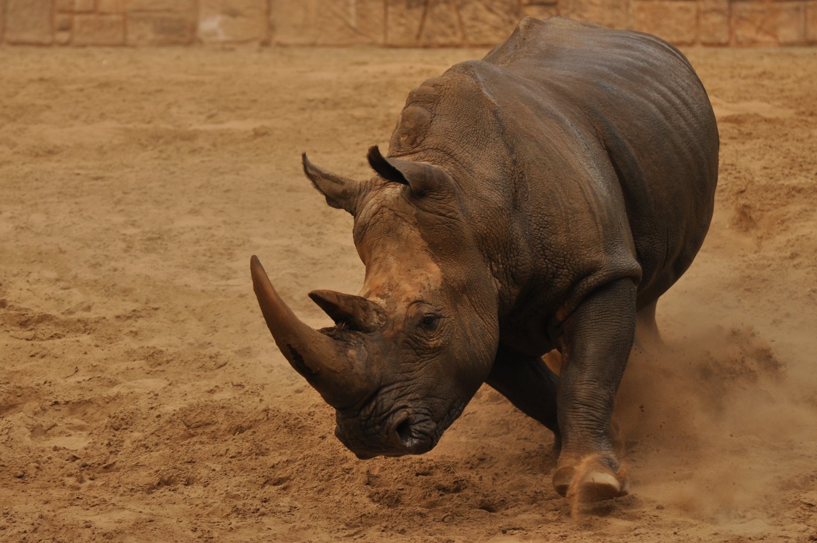 Southern white rhinoceros (Ceratotherium simum simum)