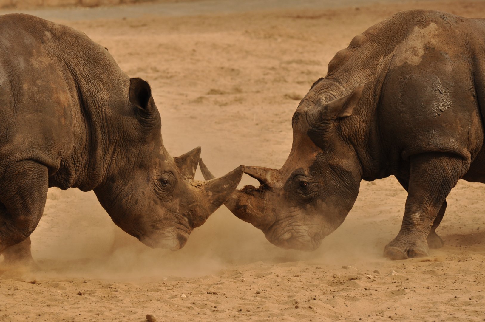 Southern white rhinoceros (Ceratotherium simum simum)