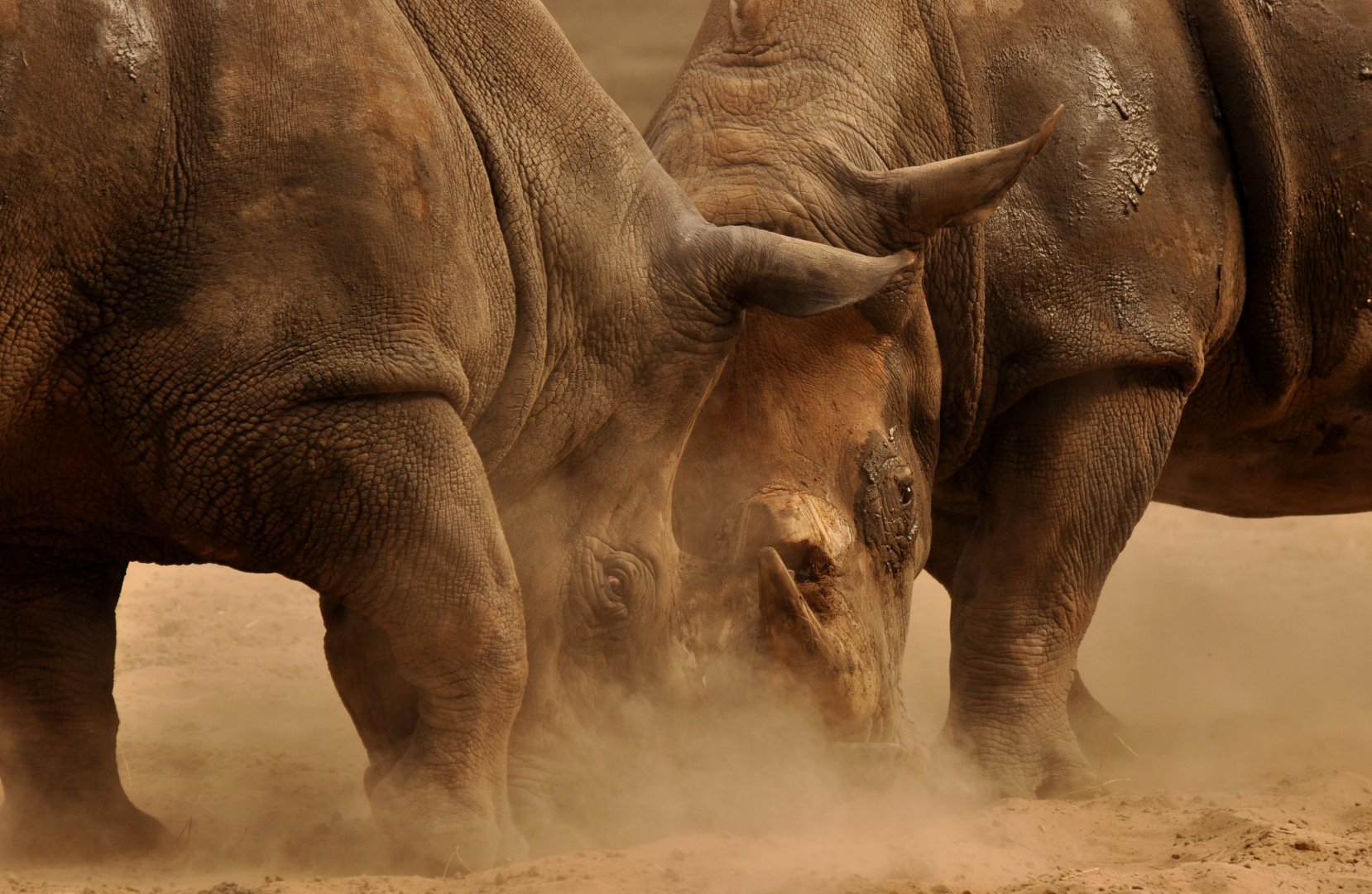 Southern white rhinoceros (Ceratotherium simum simum)